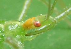Assassin bug mouthpart